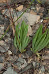 Largeflower fameflower